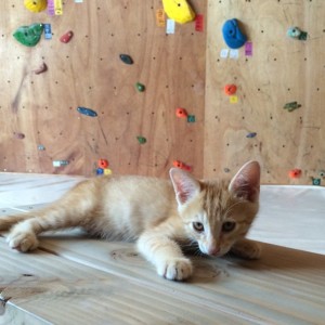 10517468_654105571347088_4513011578646598582_n