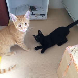 10670053_694961753928136_1811273882130082479_n