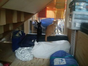 10736126_734005946692915_1099484998_n