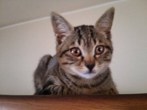 10921681_630736650387990_131836171_n