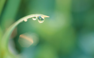 Dew Drop